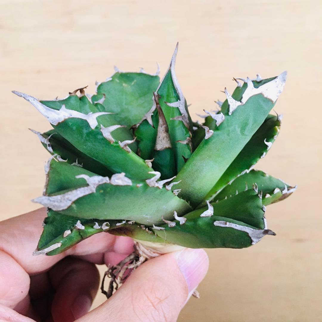 25-7 白火焔 TC株 アガベ チタノタ ホワイトファイヤー