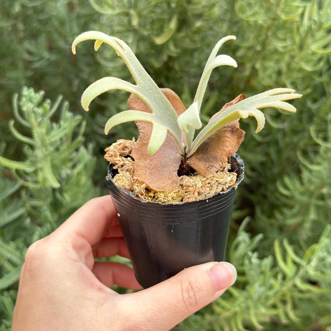 P. willinckii ’Jenny’ TC 207