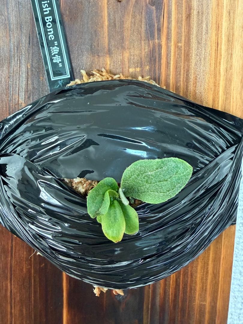 ビカクシダ Fish Bone OC フィッシュボーン 魚骨