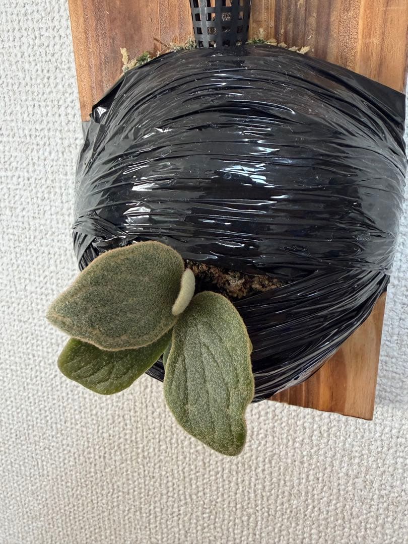 ビカクシダ Fish Bone OC フィッシュボーン 魚骨