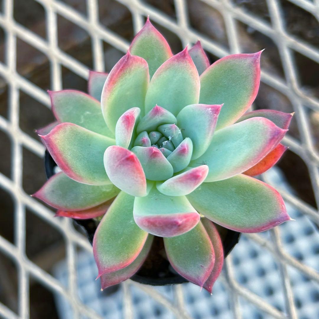 エケベリア　二瓶リンゼアナ　ニヘイリンゼアナ　多肉植物　抜き苗