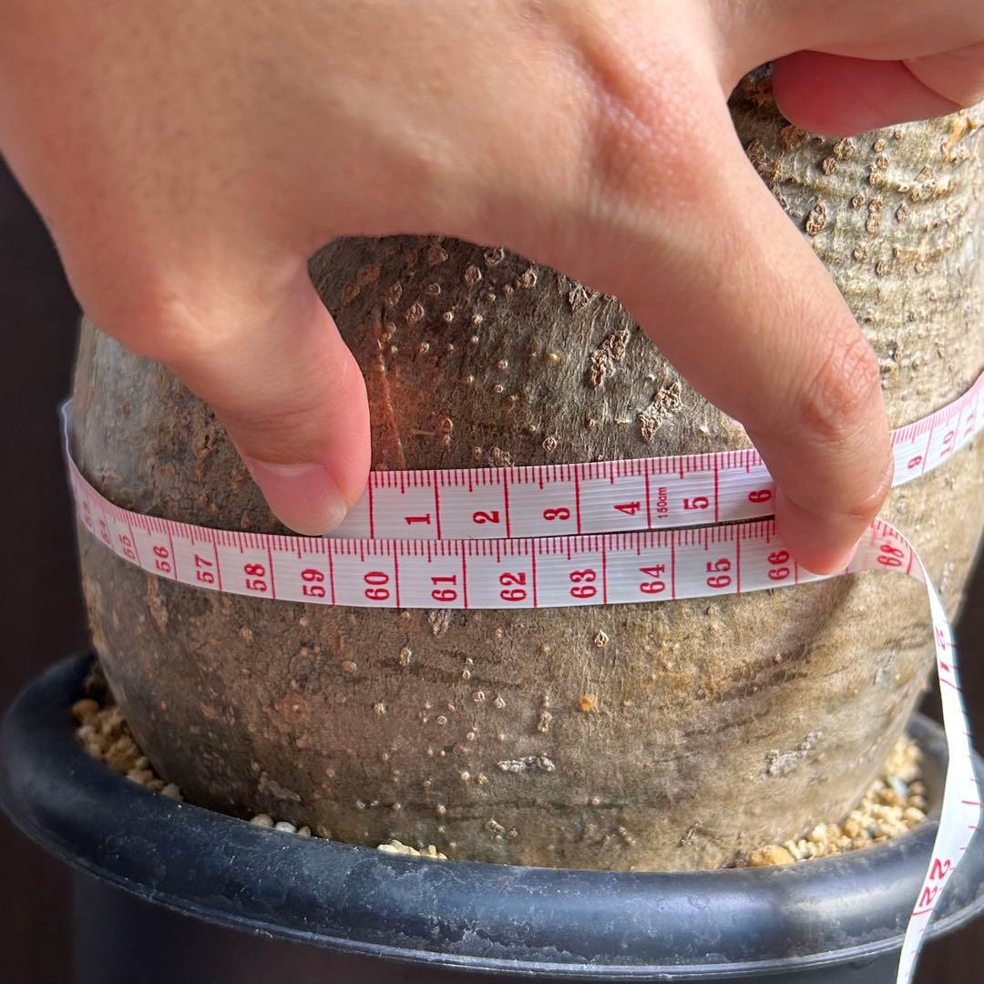 【約20㎝大美株】グラキリス パキポディウム 発根済現地株 塊根 コレクション