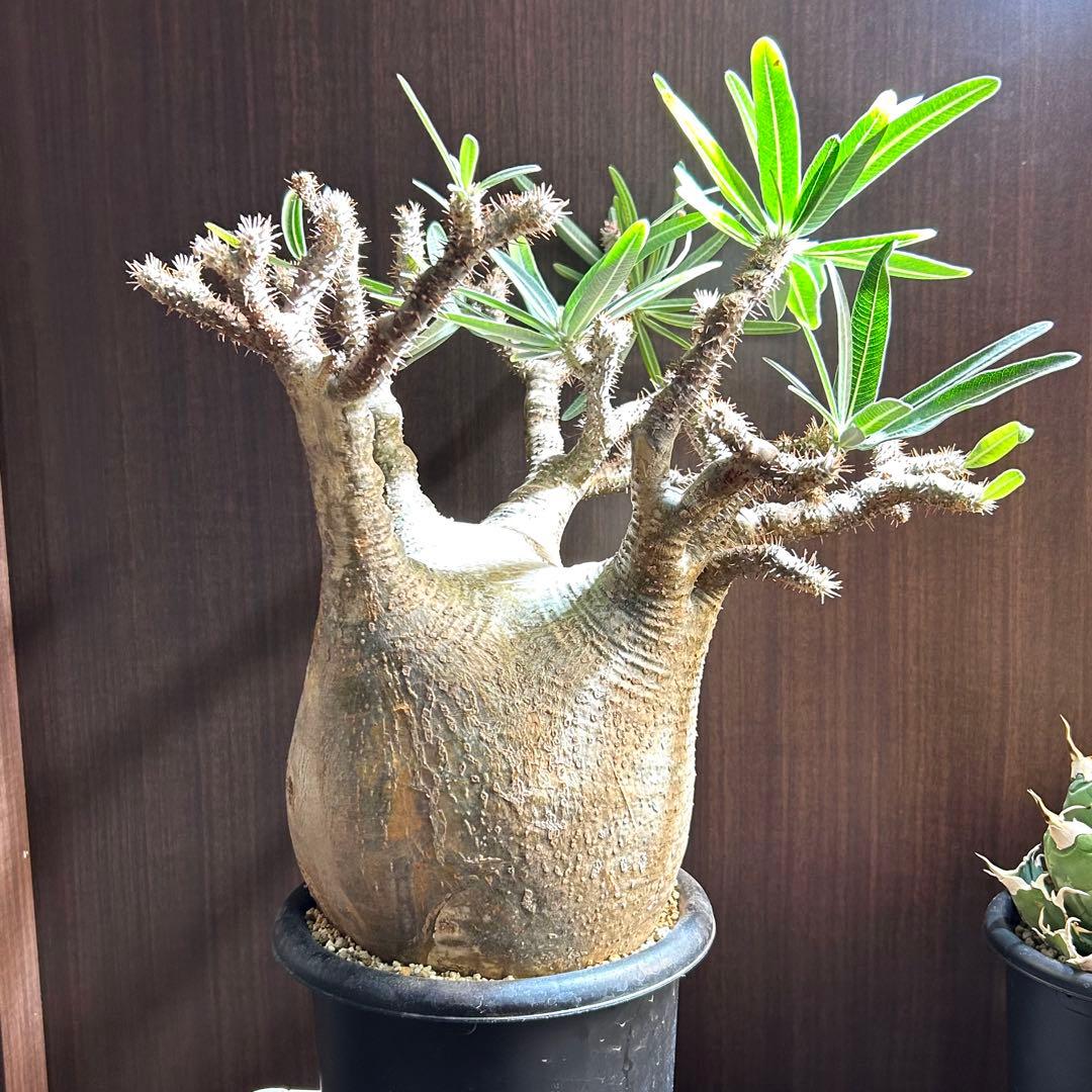 【約20㎝大美株】グラキリス パキポディウム 発根済現地株 塊根 コレクション