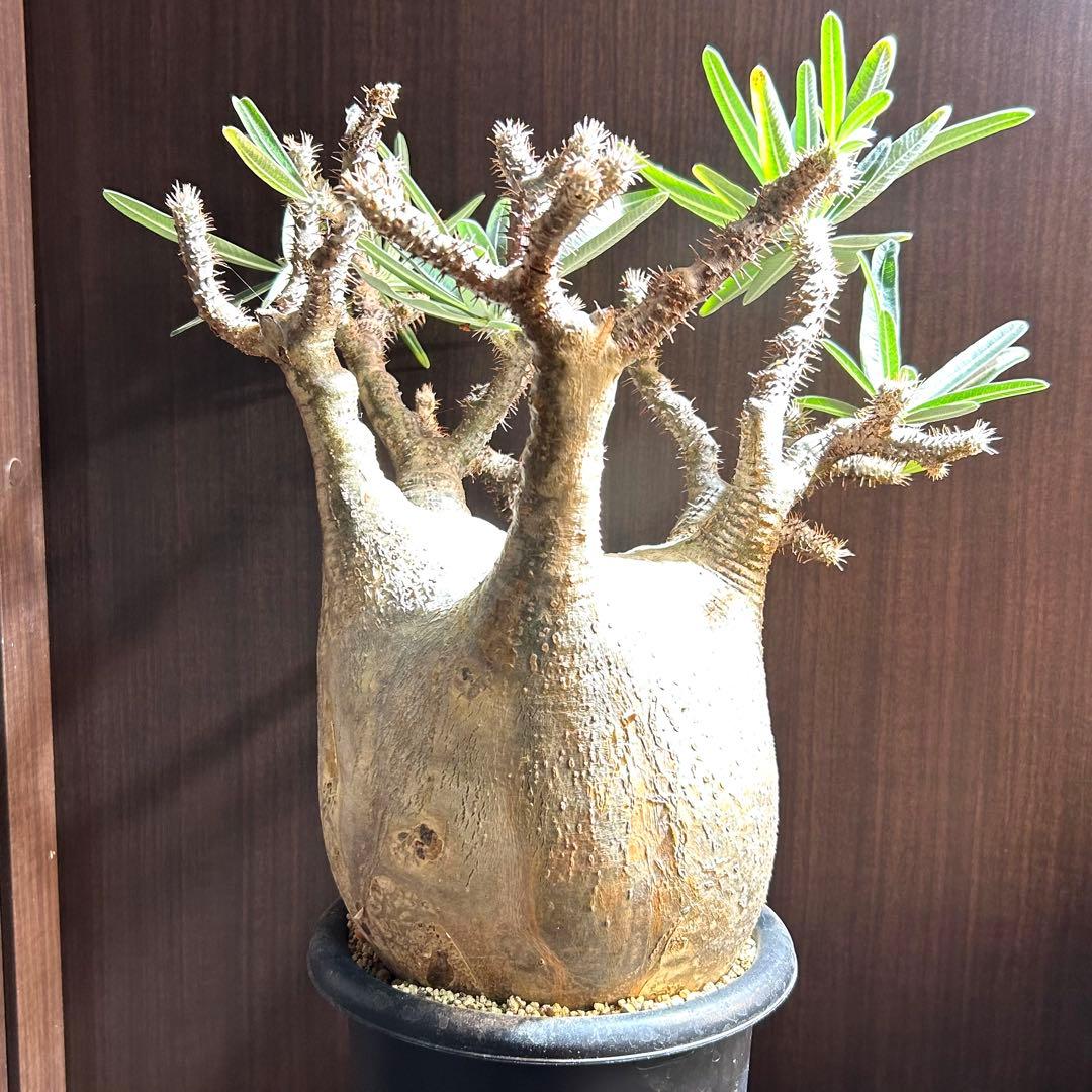 【約20㎝大美株】グラキリス パキポディウム 発根済現地株 塊根 コレクション