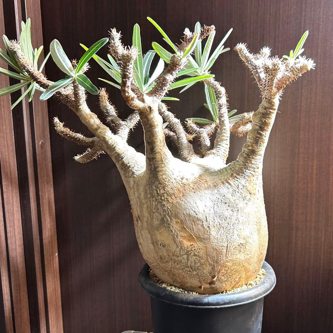 【約20㎝大美株】グラキリス パキポディウム 発根済現地株 塊根 コレクション