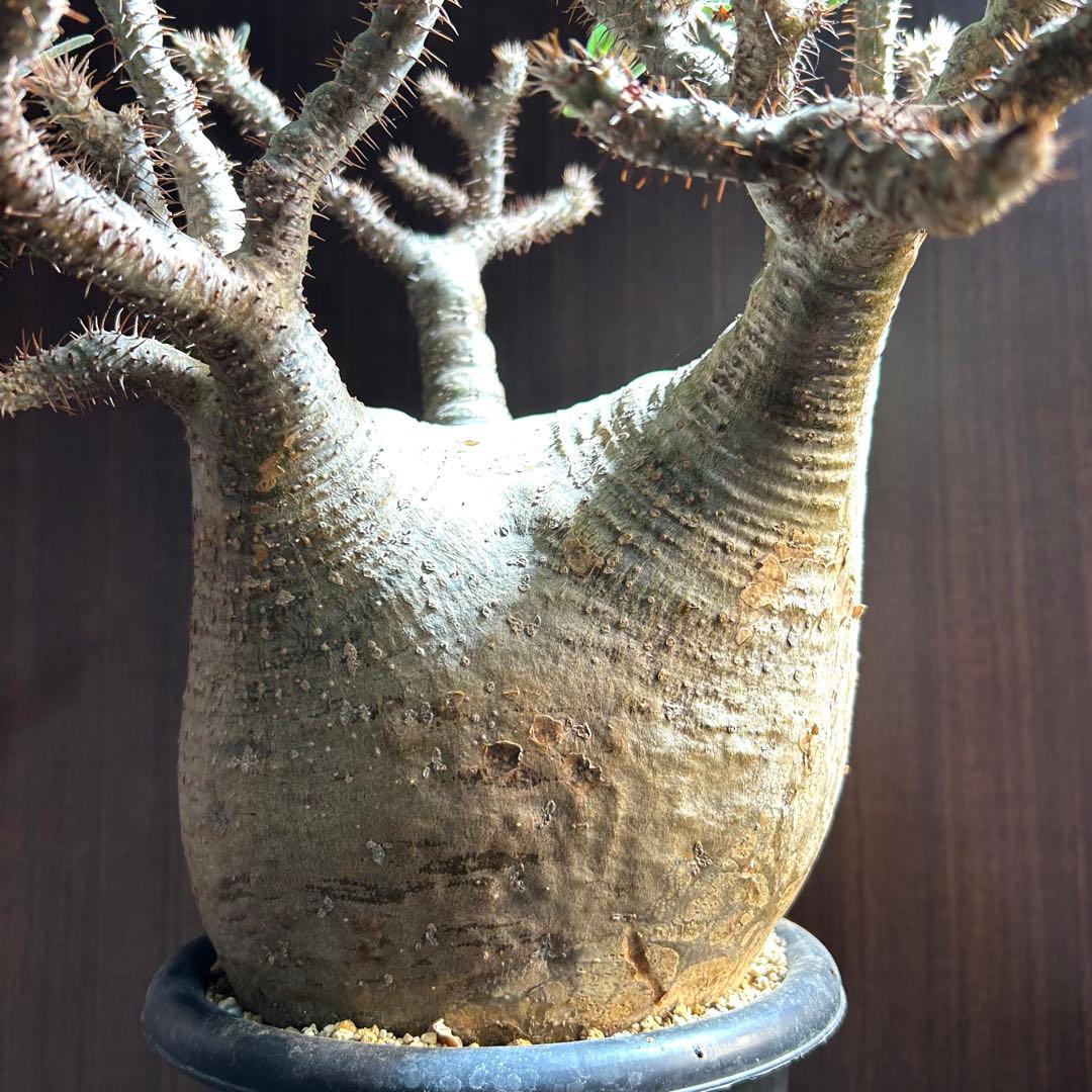 【約20㎝大美株】グラキリス パキポディウム 発根済現地株 塊根 コレクション