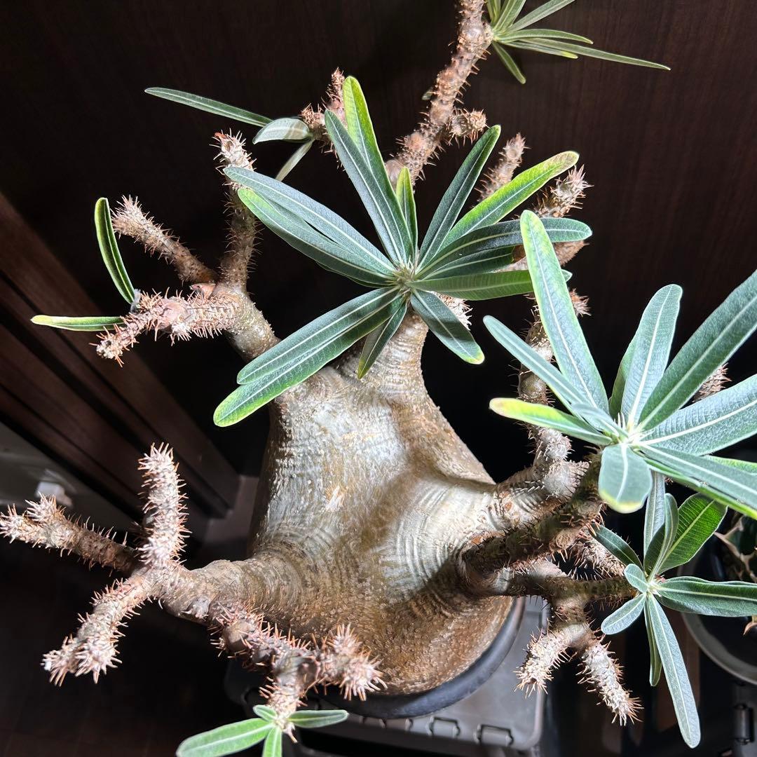 【約20㎝大美株】グラキリス パキポディウム 発根済現地株 塊根 コレクション