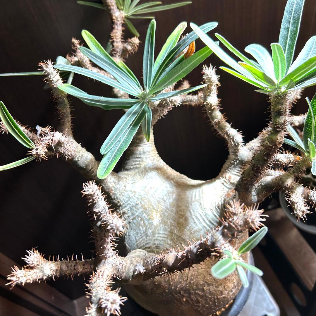 【約20㎝大美株】グラキリス パキポディウム 発根済現地株 塊根 コレクション