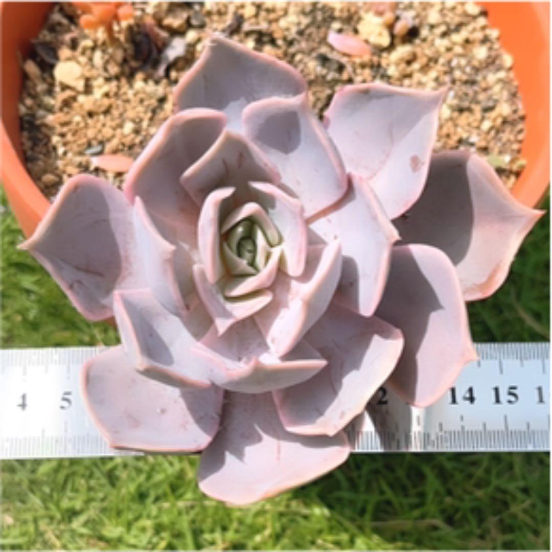 多肉植物 ❤️ フルルックス❤️1頭10cm!抜き苗4年生！