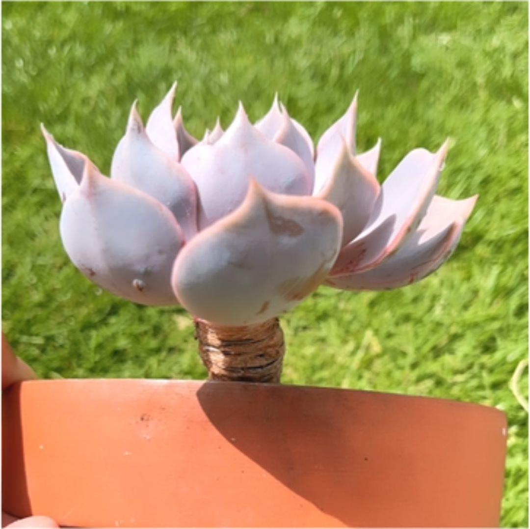 多肉植物 ❤️ フルルックス❤️1頭10cm!抜き苗4年生！