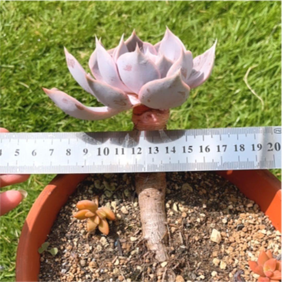 多肉植物 ❤️ フルルックス❤️1頭10cm!抜き苗4年生！