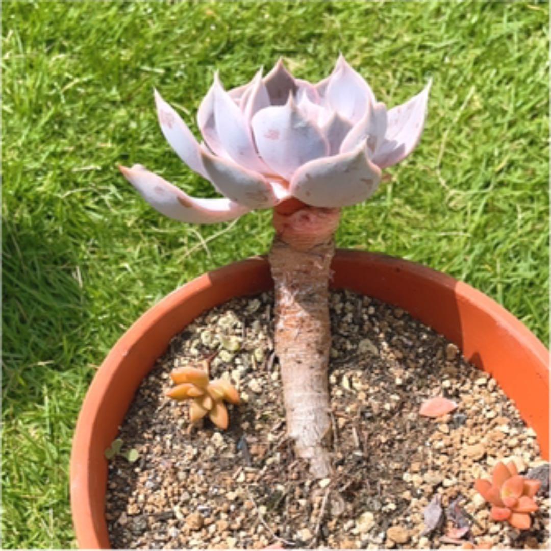 多肉植物 ❤️ フルルックス❤️1頭10cm!抜き苗4年生！