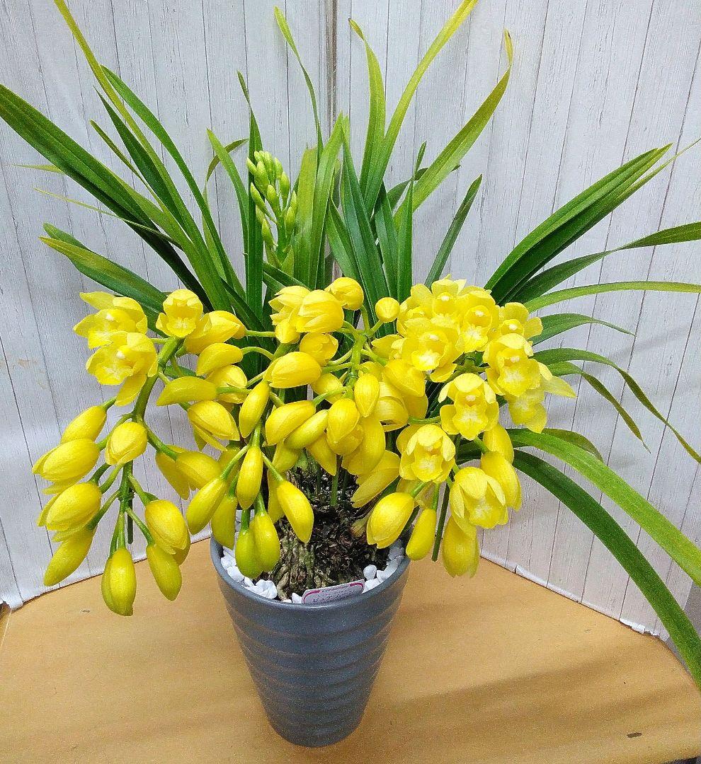 メルカリ祭り特別価格　シンピジューム　アーチ　陶器鉢