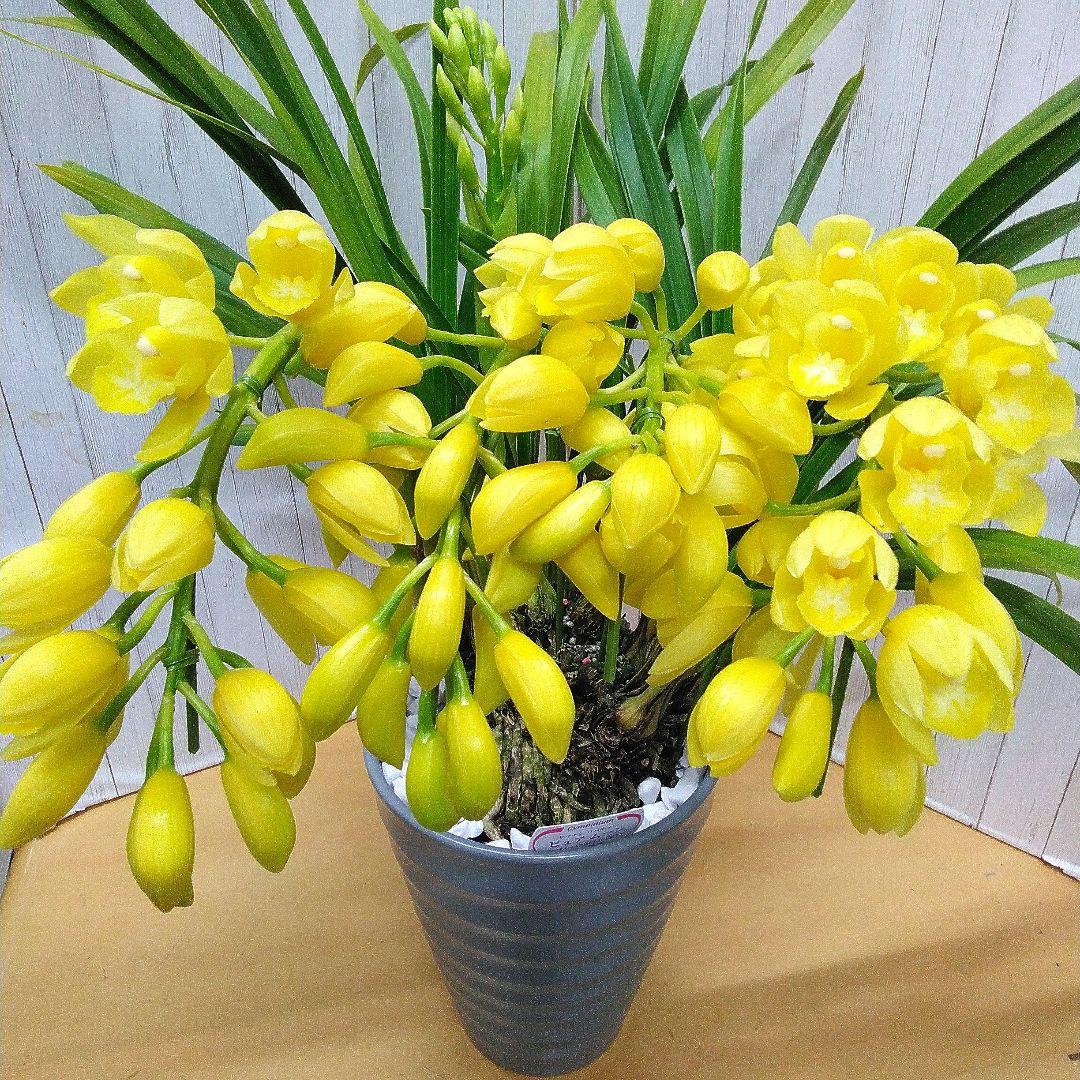 メルカリ祭り特別価格　シンピジューム　アーチ　陶器鉢