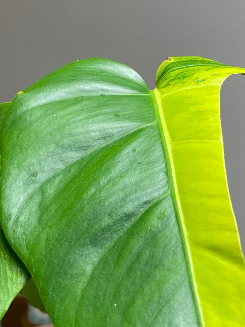 ま*い様 【これは本物です✨】モンステラ　イエローマリリン　黄斑　希少　人気　メ