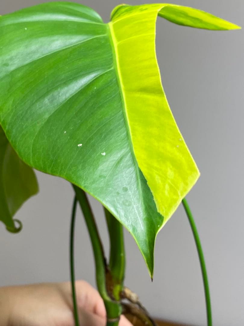 ま*い様 【これは本物です✨】モンステラ　イエローマリリン　黄斑　希少　人気　メ