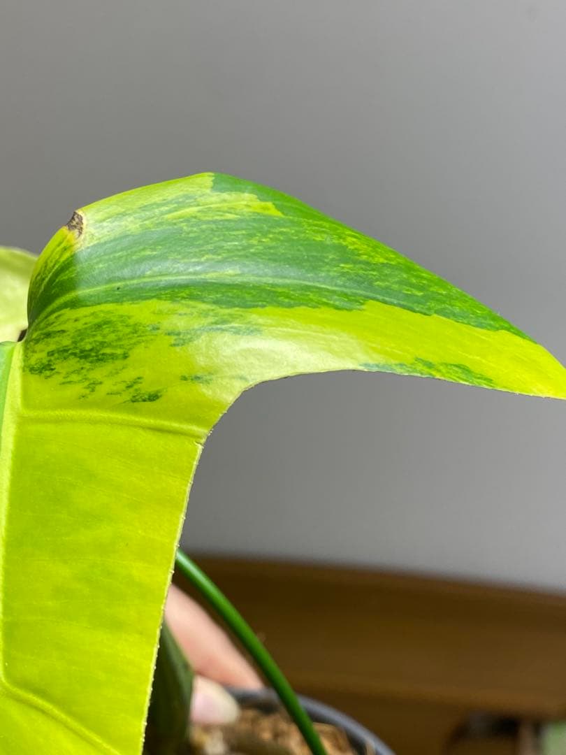 ま*い様 【これは本物です✨】モンステラ　イエローマリリン　黄斑　希少　人気　メ