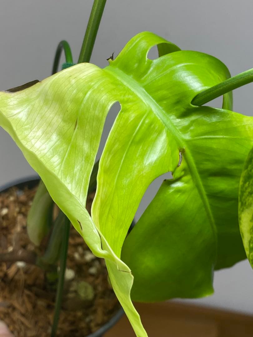 ま*い様 【これは本物です✨】モンステラ　イエローマリリン　黄斑　希少　人気　メ