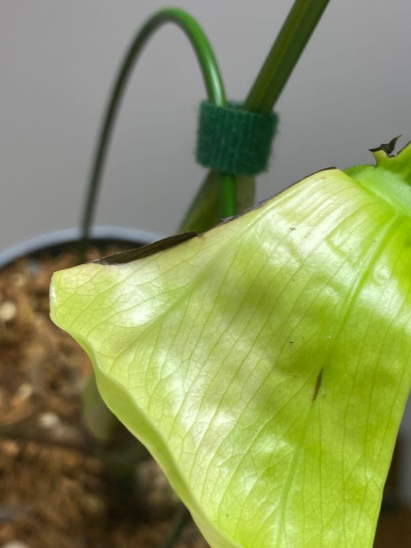 ま*い様 【これは本物です✨】モンステラ　イエローマリリン　黄斑　希少　人気　メ