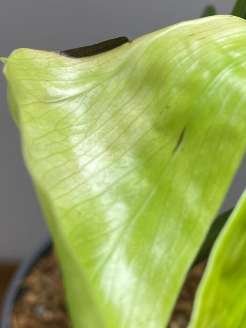 ま*い様 【これは本物です✨】モンステラ　イエローマリリン　黄斑　希少　人気　メ