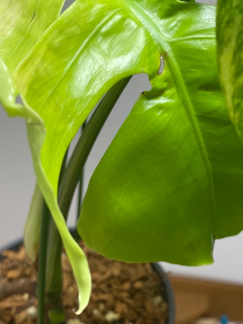 ま*い様 【これは本物です✨】モンステラ　イエローマリリン　黄斑　希少　人気　メ