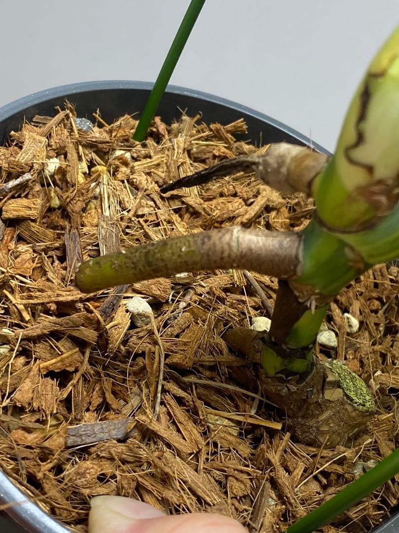 ま*い様 【これは本物です✨】モンステラ　イエローマリリン　黄斑　希少　人気　メ