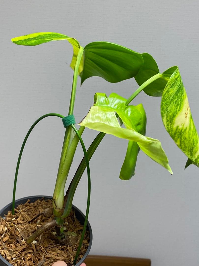 ま*い様 【これは本物です✨】モンステラ　イエローマリリン　黄斑　希少　人気　メ