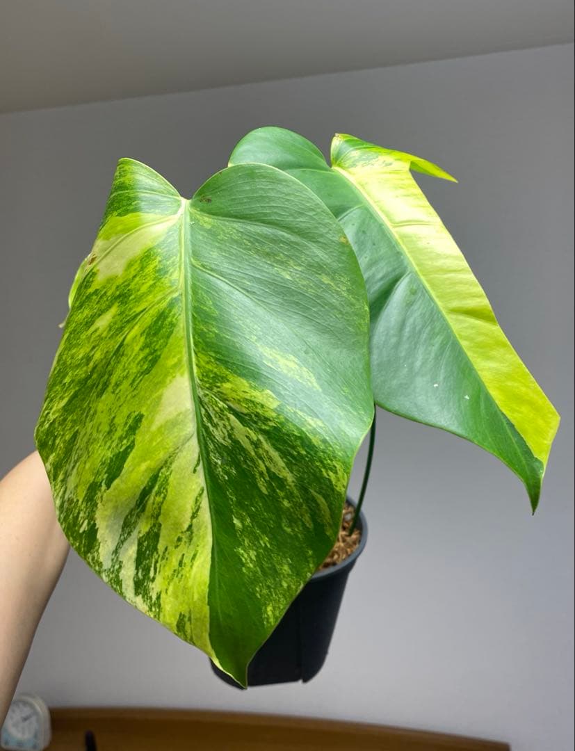 ま*い様 【これは本物です✨】モンステラ　イエローマリリン　黄斑　希少　人気　メ