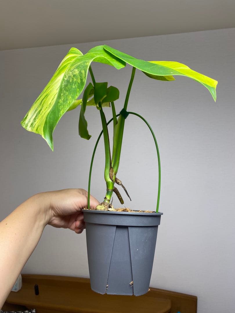 ま*い様 【これは本物です✨】モンステラ　イエローマリリン　黄斑　希少　人気　メ