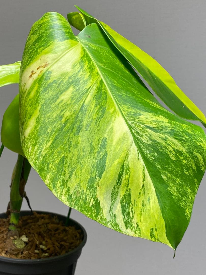 ま*い様 【これは本物です✨】モンステラ　イエローマリリン　黄斑　希少　人気　メ
