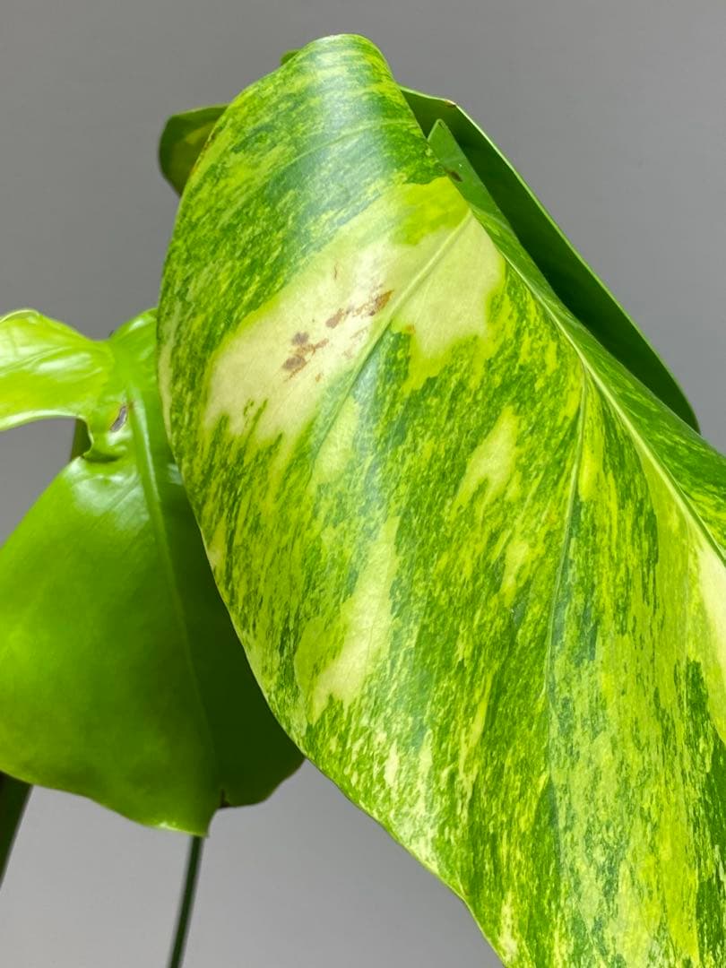 ま*い様 【これは本物です✨】モンステラ　イエローマリリン　黄斑　希少　人気　メ