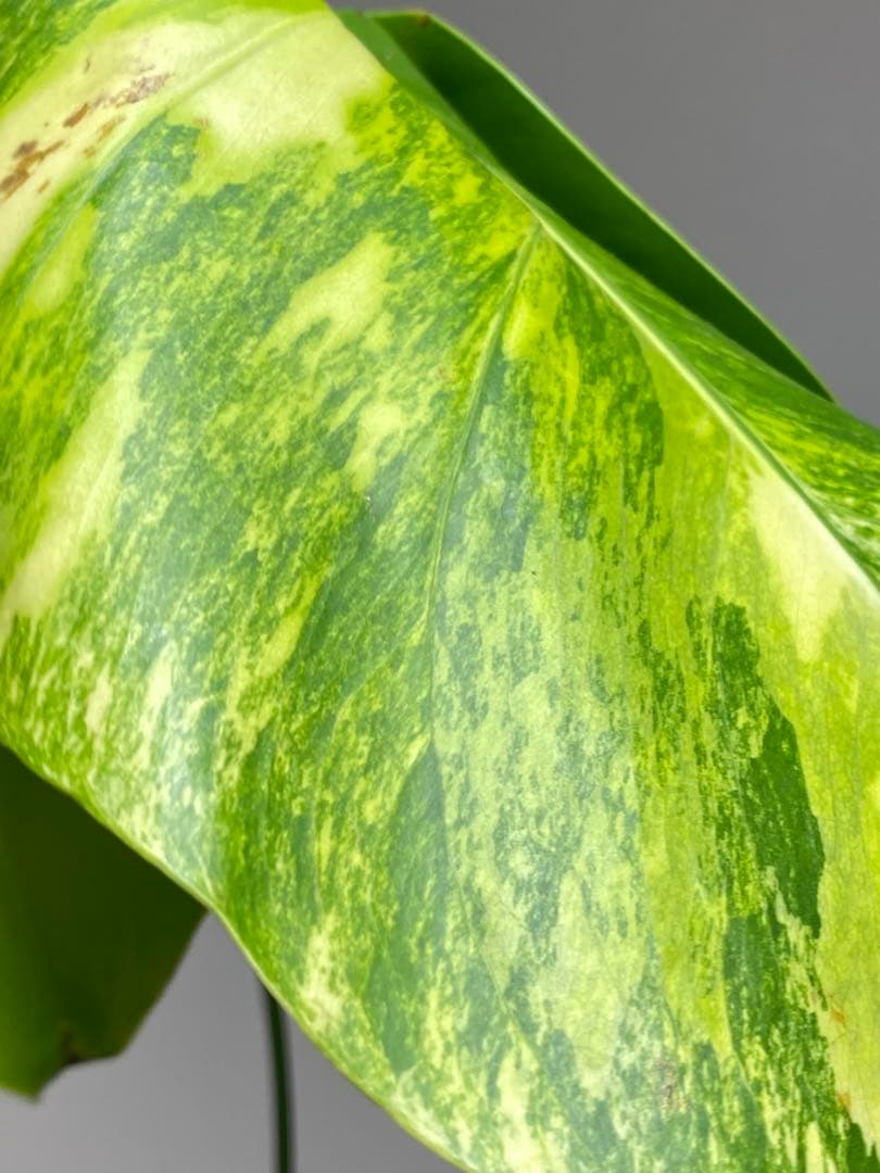 ま*い様 【これは本物です✨】モンステラ　イエローマリリン　黄斑　希少　人気　メ