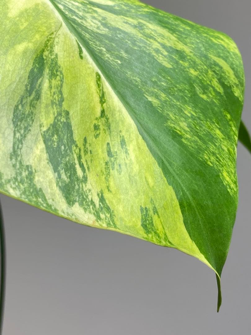 ま*い様 【これは本物です✨】モンステラ　イエローマリリン　黄斑　希少　人気　メ