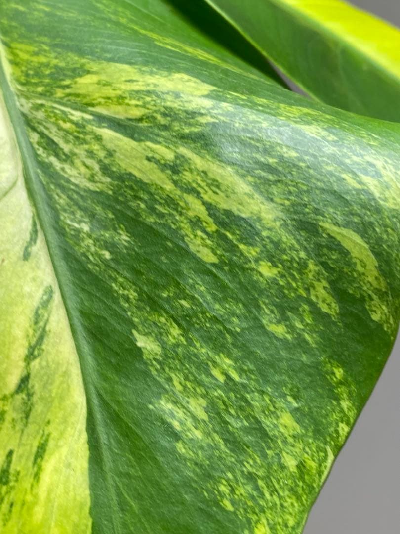 ま*い様 【これは本物です✨】モンステラ　イエローマリリン　黄斑　希少　人気　メ