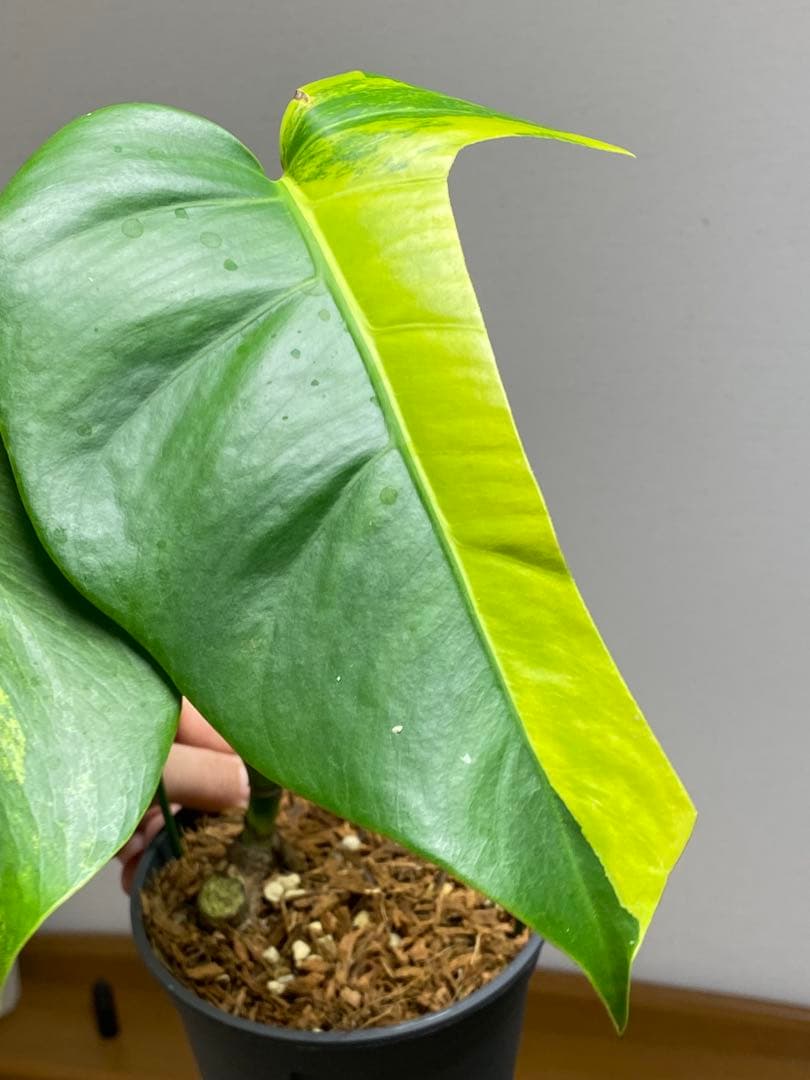 ま*い様 【これは本物です✨】モンステラ　イエローマリリン　黄斑　希少　人気　メ