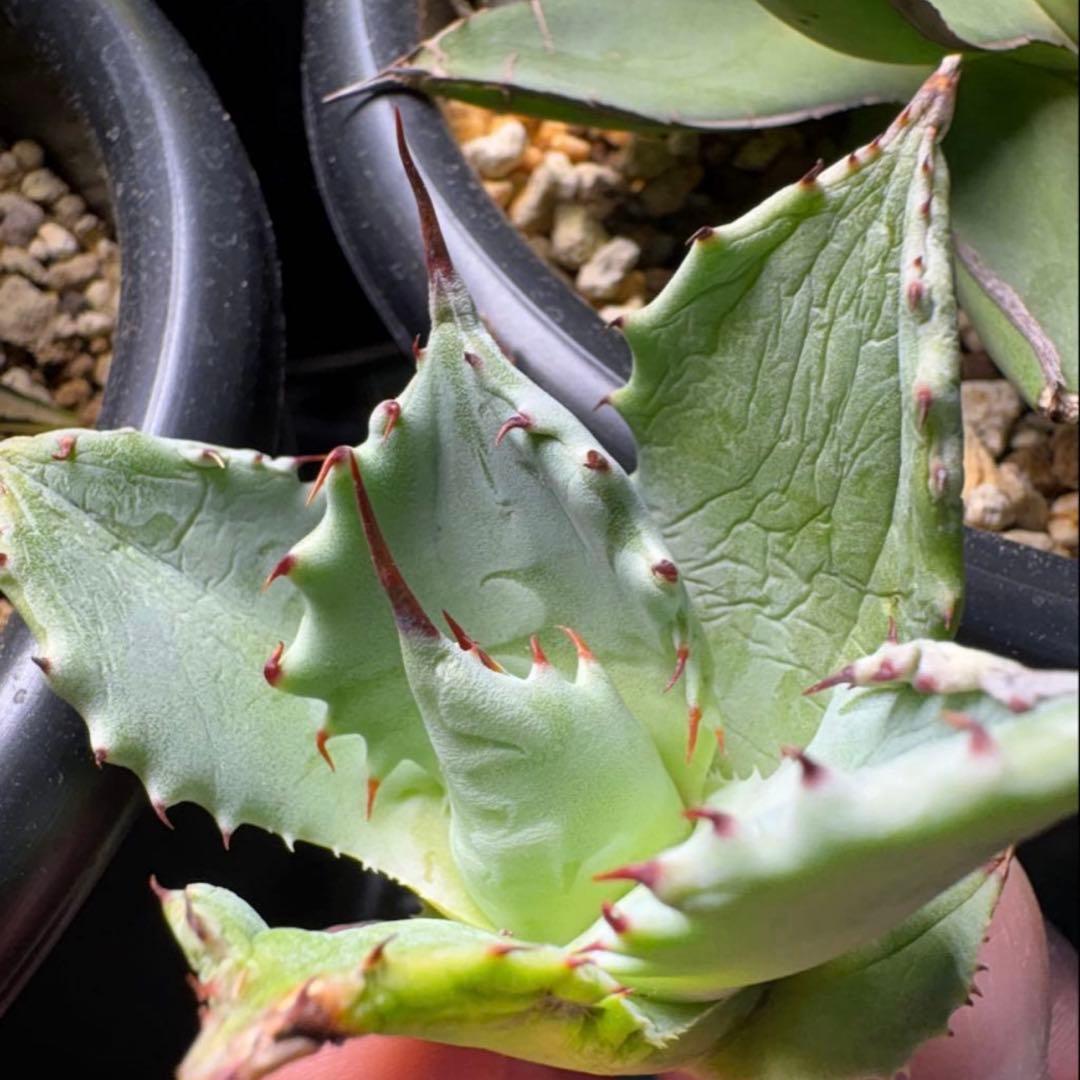 【希少】アガベイシスメンシス×エボリスピナ 雷帝×妖炎　パライシ