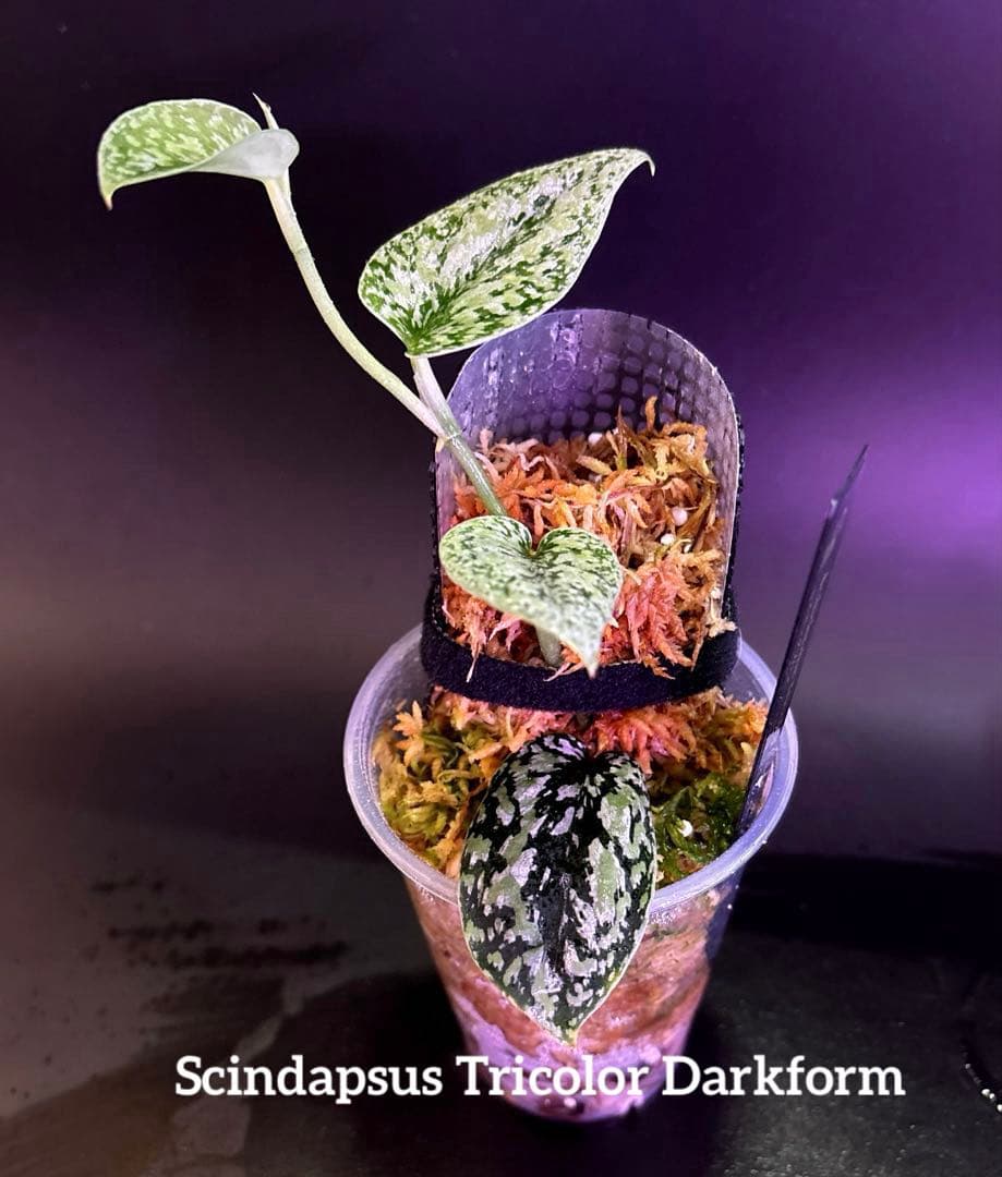 スキンダプサス　トリカラー　ダークフォーム シルバーメタリック　H2