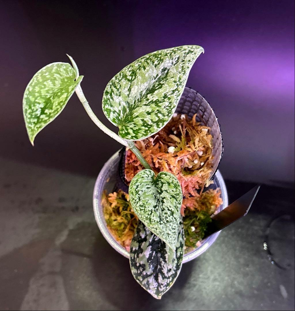 スキンダプサス　トリカラー　ダークフォーム シルバーメタリック　H2