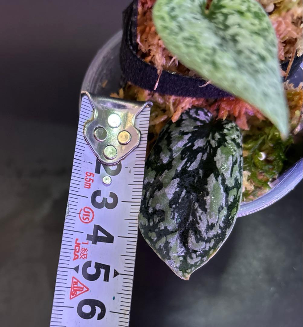 スキンダプサス　トリカラー　ダークフォーム シルバーメタリック　H2