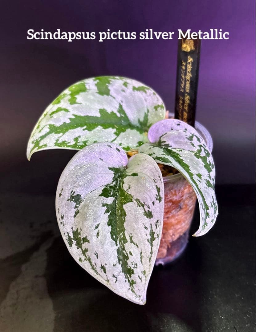 スキンダプサス　トリカラー　ダークフォーム シルバーメタリック　H2