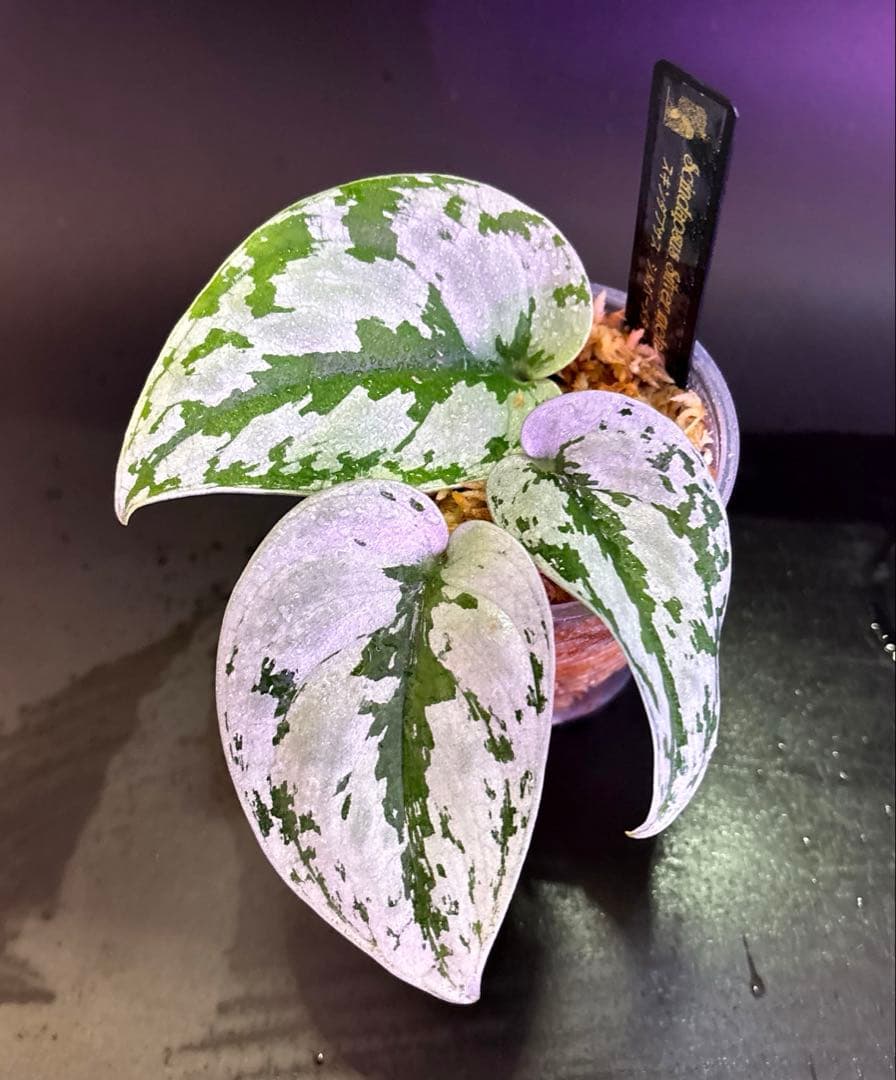 スキンダプサス　トリカラー　ダークフォーム シルバーメタリック　H2