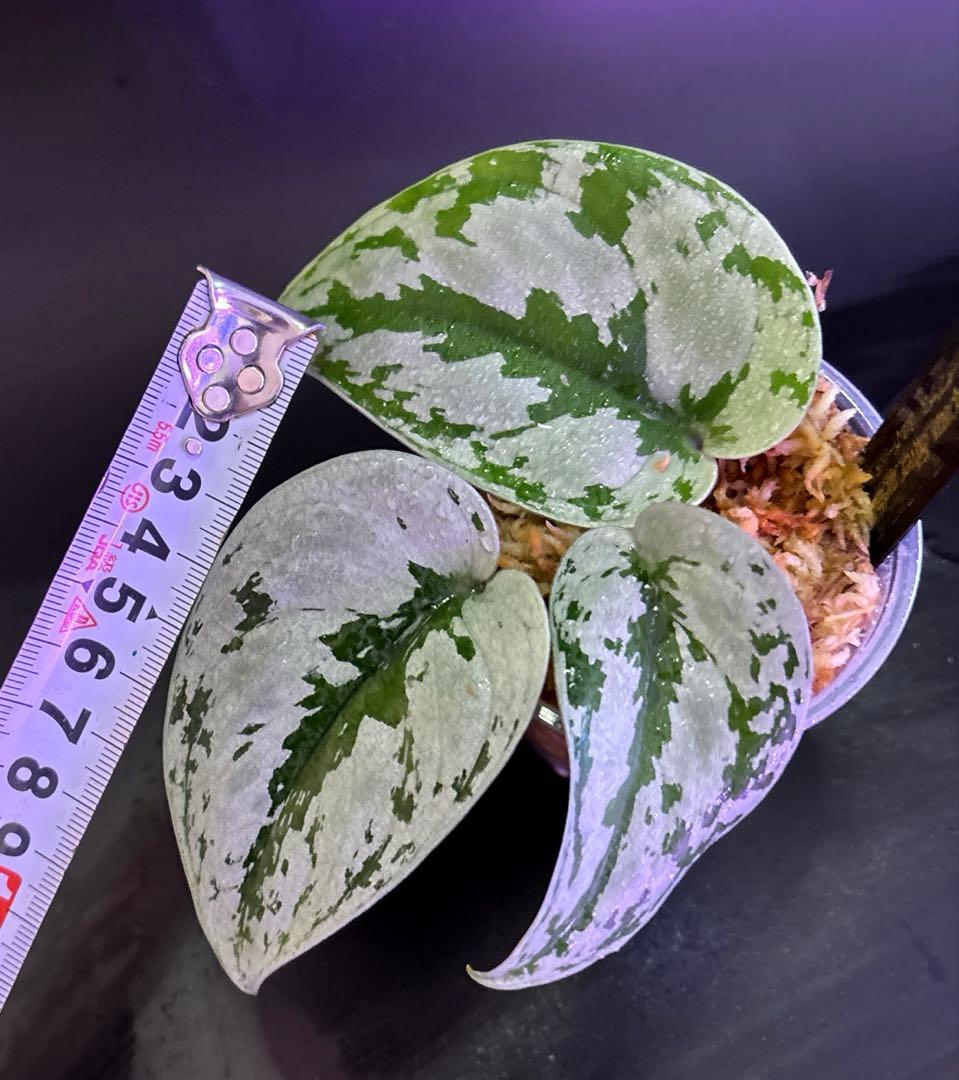 スキンダプサス　トリカラー　ダークフォーム シルバーメタリック　H2