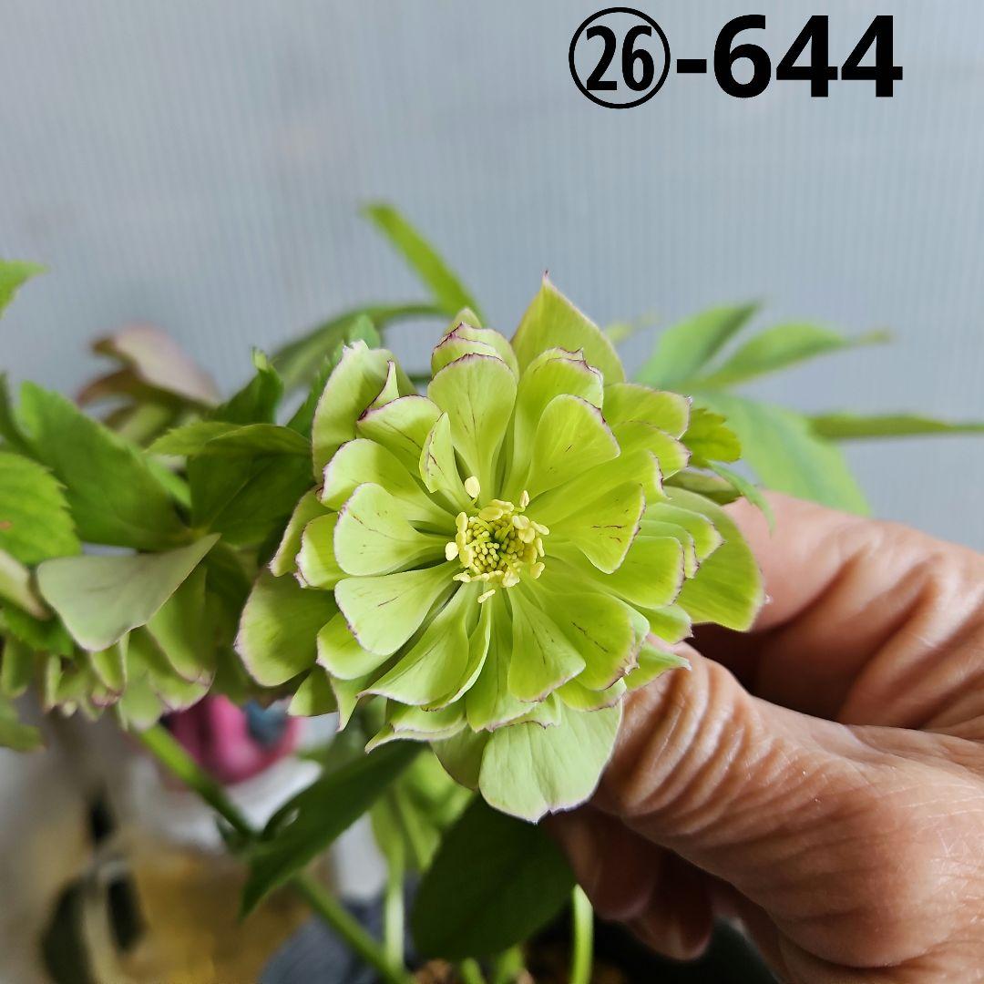 ✿㉖-644クリスマスローズ