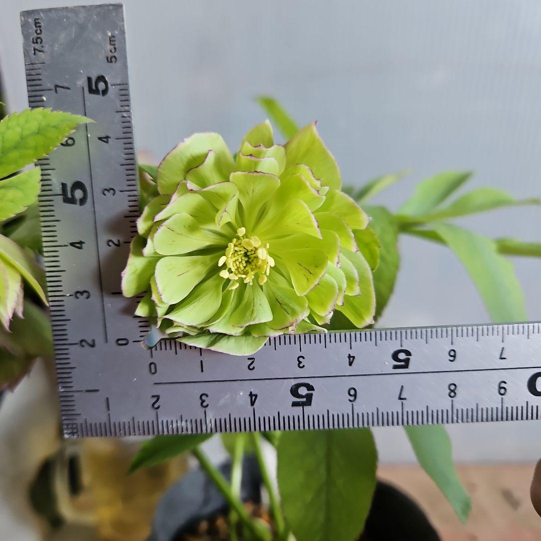 ✿㉖-644クリスマスローズ