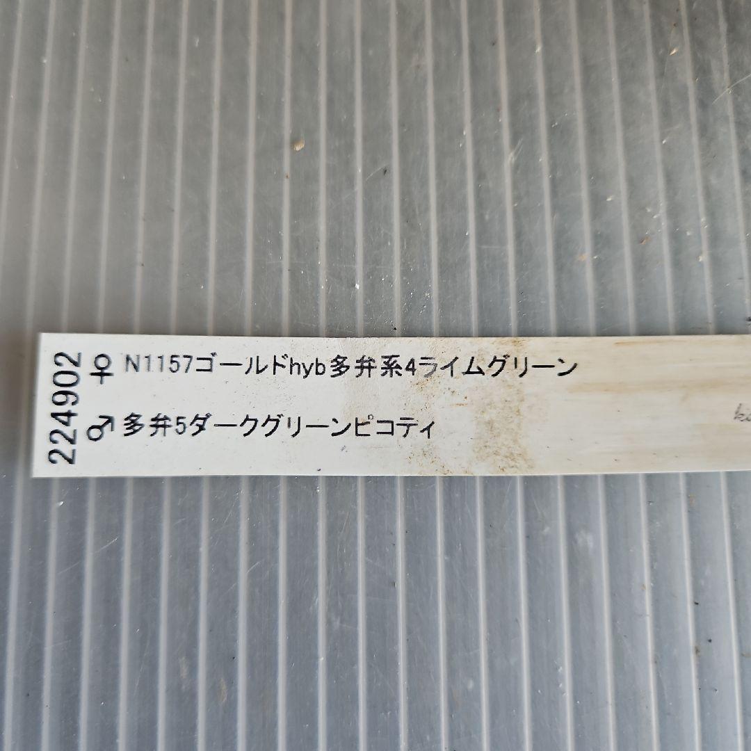 ✿㉖-644クリスマスローズ
