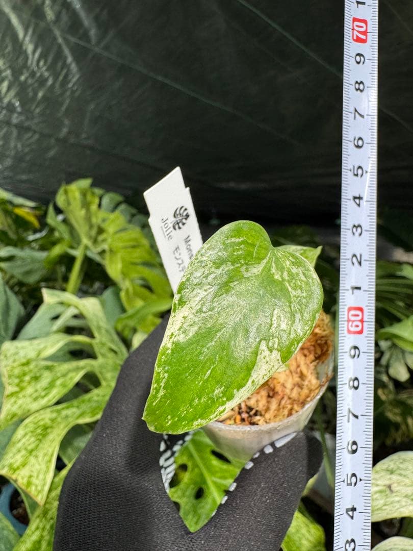 M3 モンステラ　デリシオーサ　ミント　2寸ポリポット　ネコポス発送