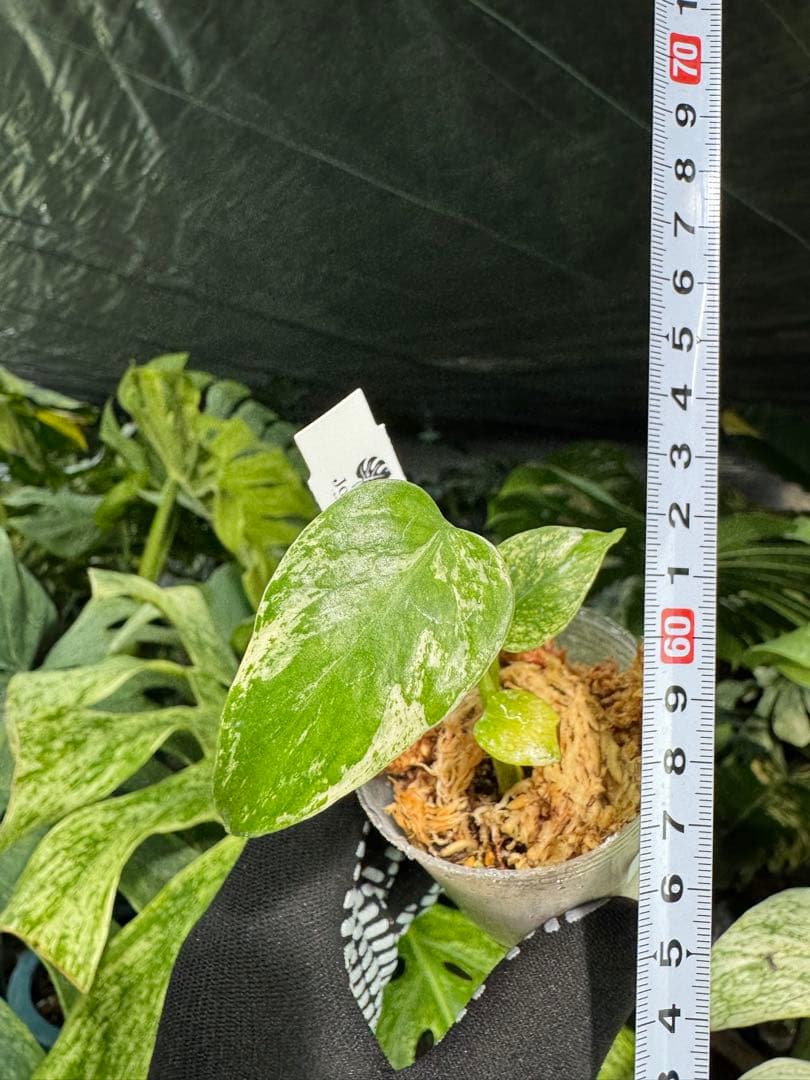 M3 モンステラ　デリシオーサ　ミント　2寸ポリポット　ネコポス発送