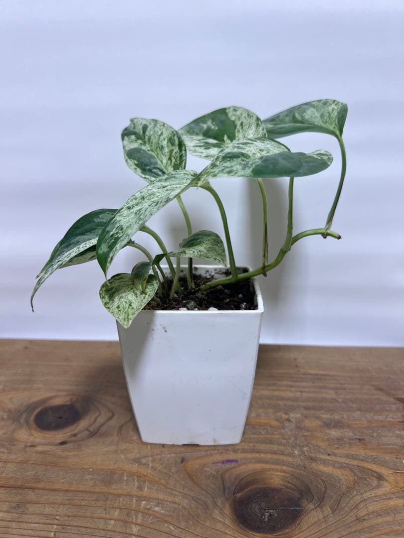 観葉植物 3種類おまとめセット　ククラータ・ピナツム・フロリダビューティー