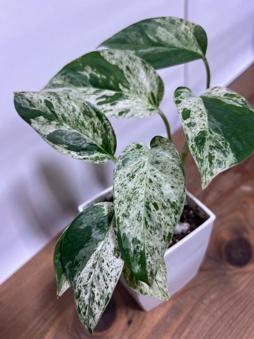 観葉植物 3種類おまとめセット　ククラータ・ピナツム・フロリダビューティー