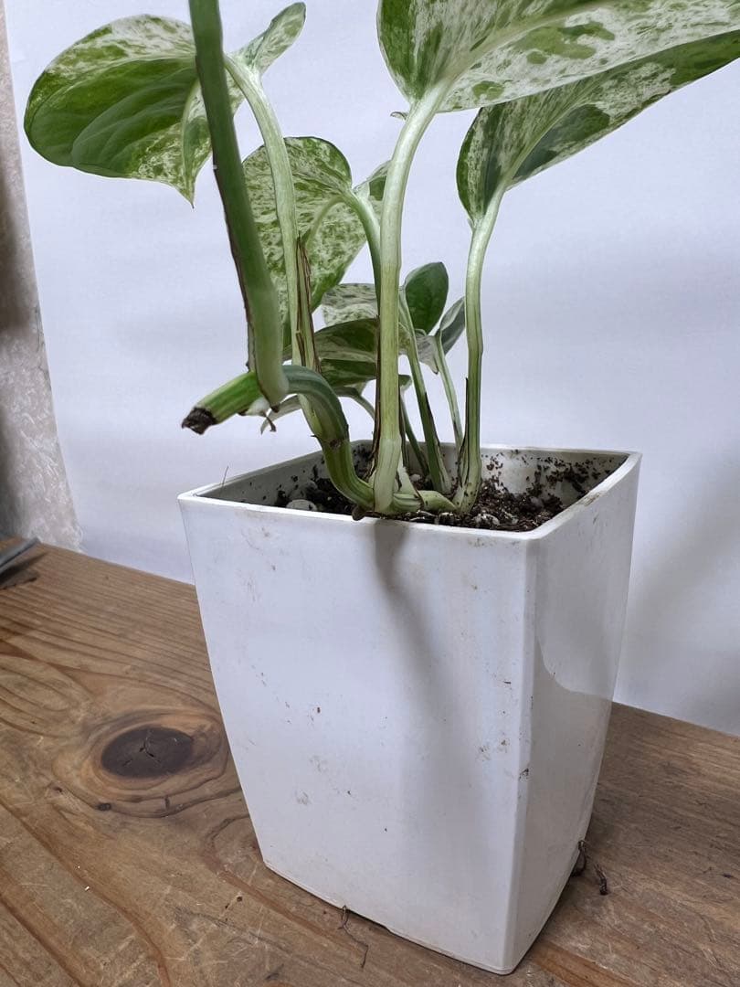 観葉植物 3種類おまとめセット　ククラータ・ピナツム・フロリダビューティー